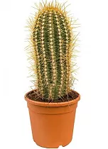 Трихоцереус Сан Педро или Пачано или колоновидный - Trichocereus Pachanoi D17 H45