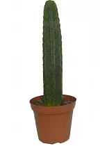 Трихоцереус крупноугольный - Trichocereus Macrogonus D21 H80