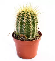 Трихоцереус бугорчатореберный - Trichocereus Thelegonus  D14 H25