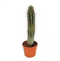 Трихоцереус Белеющий - Trichocereus candicans D21 H70