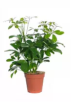 Шеффлера Компакта - Schefflera Compacta D17 H50