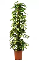 Шеффлера Голд Капелла - Schefflera gold capella D35 H200