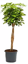 Шеффлера Голд Капелла косичка - Schefflera gold capella D35 H200