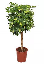 Шеффлера Голд Капелла косичка - Schefflera gold capella  D28 H120