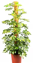 Шеффлера Голд Капелла - Schefflera gold capella D25  H150