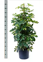 Шефлера Голд Капелла - Schefflera gold capella D25 H135