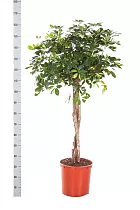 Шеффлера Голд Капелла косичка - Schefflera gold capella D30 H165