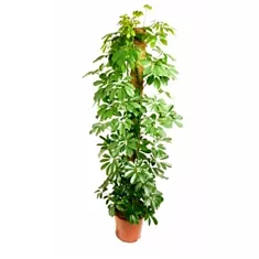 Шеффлера Голд Капелла - Schefflera gold capella D25 H170