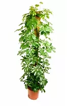 Шеффлера Голд Капелла - Schefflera gold capella D25 H170