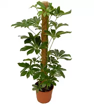 Шеффлера Компакта Кокер - Schefflera Compacta koker D20 H90