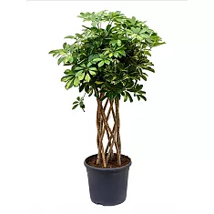Шеффлера Голд Капелла цилиндр - Schefflera gold capella  D25 H120