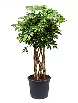 Шеффлера Голд Капелла цилиндр - Schefflera gold capella  D25 H120