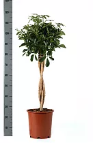 Шеффлера Компакта косичка - Schefflera Compacta D25 H120