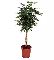Шеффлера Компакта косичка - Schefflera Compacta D20 H100