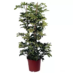 Шефлера Тринет - Schefflera Trinette  D21 H90