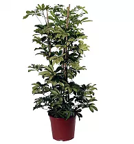 Шефлера Тринет - Schefflera Trinette  D21 H90