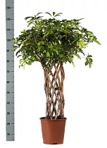 Шефлера тринетте цилиндр - Schefflera Trinette D25 H120