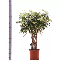 Шефлера Тринити  цилиндр - Schefflera Trinette D28 H135