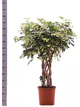 Шефлера Тринити  цилиндр - Schefflera Trinette D28 H135