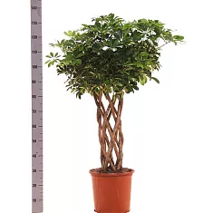 Шефлера Тринет цилиндр - Schefflera Trinette D28 H140