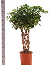 Шефлера Тринет цилиндр - Schefflera Trinette D28 H140