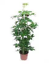 Шеффлера Компакта - Schefflera Compacta D30 H150