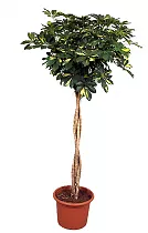 Шеффлера Голд Капелла косичка - Schefflera gold capella D30 H160