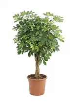Шеффлера Голд Капелла косичка - Schefflera gold capella D25 H80