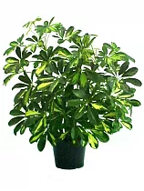 Шеффлера Голд Капелла - Schefflera gold capella D17 H50