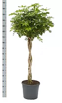 Шеффлера Голд Капелла косичка - Schefflera gold capella D27 H170