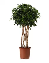 Шеффлера Голд Капелла цилиндр - Schefflera gold capella D30 H160