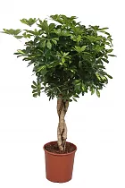Шеффлера Голд Капелла косичка - Schefflera gold capella D28 H110