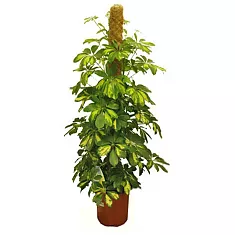 Шеффлера Голд Капелла - Schefflera gold capella D24 H120