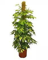 Шеффлера Голд Капелла - Schefflera gold capella D24 H120