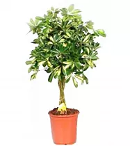 Шеффлера Голд Капелла косичка - Schefflera gold capella  D25 H100