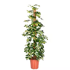 Шеффлера Голд Капелла  - Schefflera gold capella  H100