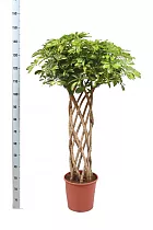 Шеффлера Голд Капелла цилиндр - Schefflera gold capella  D25 H145
