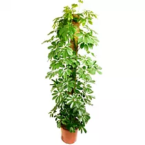 Шеффлера Компакта - Schefflera Compacta D32 H180