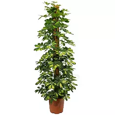 Шеффлера Голд Капелла - Schefflera gold capella D25 H190