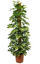 Шеффлера Голд Капелла - Schefflera gold capella D25 H190