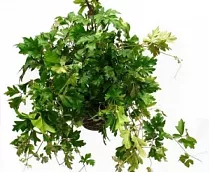 Циссус Элен Даника - Cissus Ellen Danica HANGPOT D24 H40