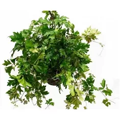 Циссус Элен Даника - Cissus Ellen Danica HANGPOT D24 H40