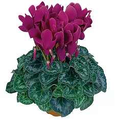 Цикламен Фантазия пурпурный - Cyclamen KL Tianis Fantasia Purple D12 H35