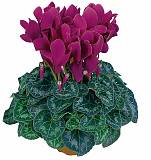 Цикламен Фантазия пурпурный - Cyclamen KL Tianis Fantasia Purple D12 H35