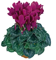 Цикламен Фантазия пурпурный - Cyclamen KL Tianis Fantasia Purple D12 H35
