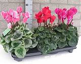 Цикламен - Cyclamen D10 H25