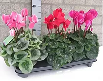 Цикламен - Cyclamen D10 H25