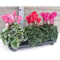 Цикламен - Cyclamen D10 H25