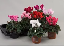 Цикламен Супер - Cyclamen Super S Mini Winter D10 H25