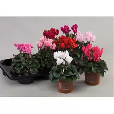 Цикламен Супер - Cyclamen Super S Mini Winter D10 H25